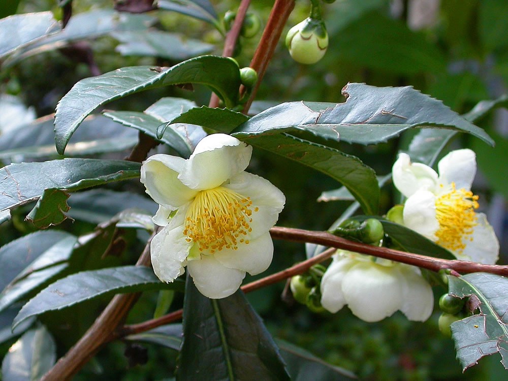 Čajovník čínský - Camellia sinensis