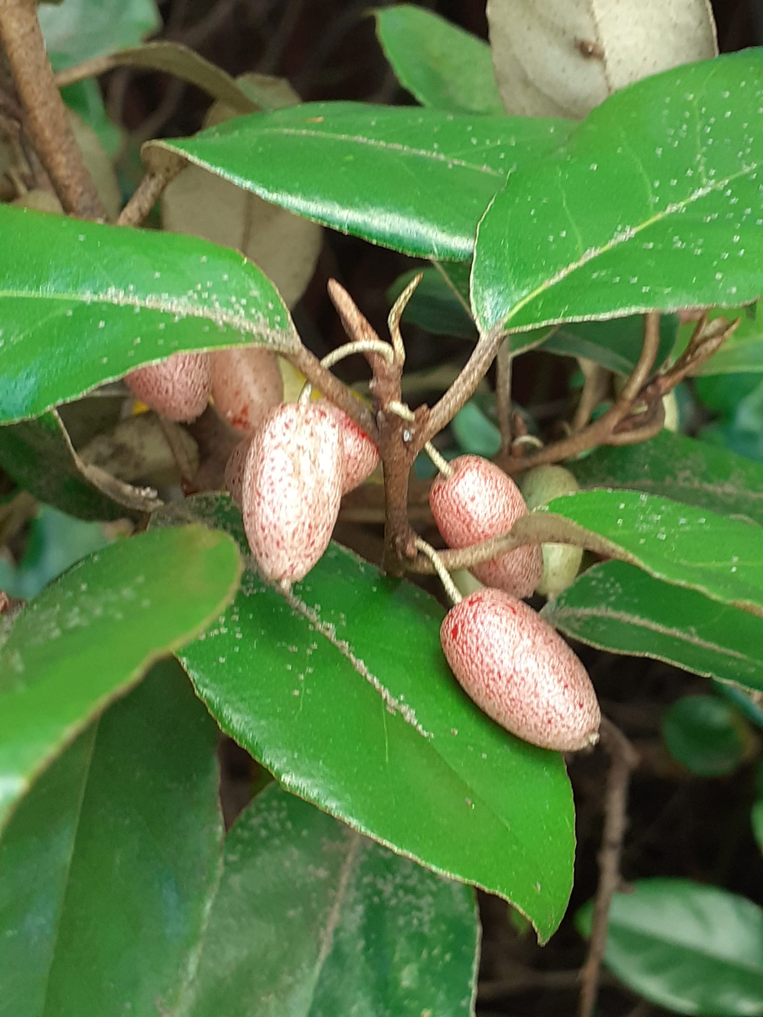 Hlošina Ebbingeova - Elaeagnus x submacrophylla (= ebbingei)