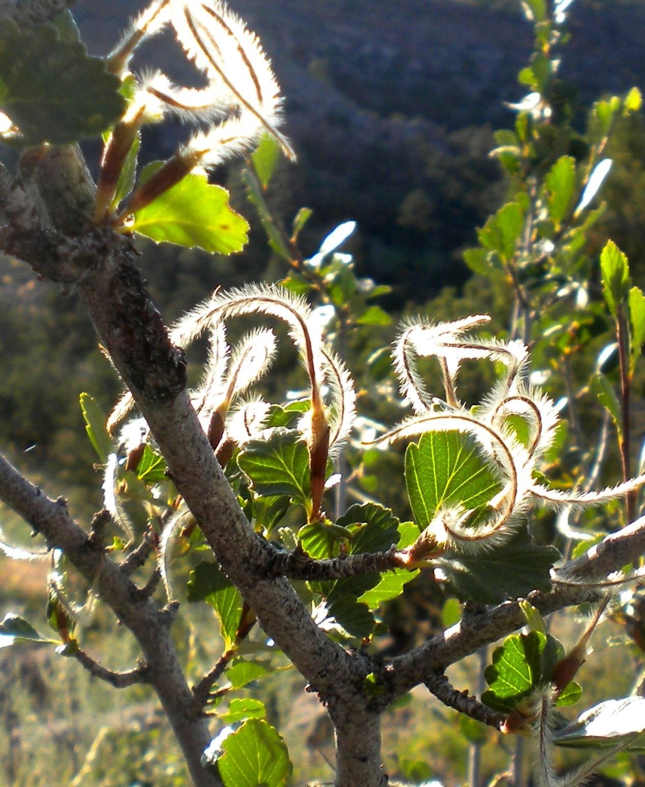 Oháňkovník horský - Cercocarpus montanus
