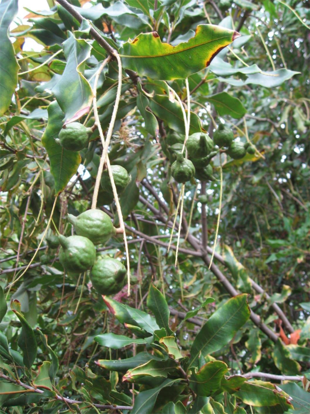 Makadamie - Macadamia integrifolia x M. tetraphylla "Beaumont"
