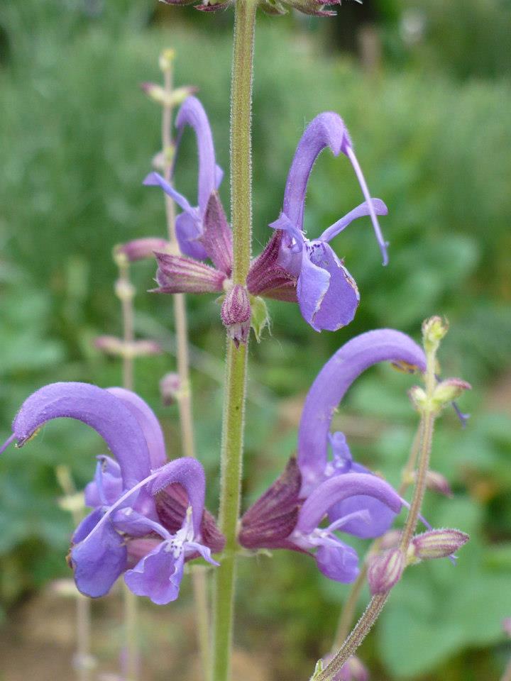 Šalvěj - Salvia cyanescens