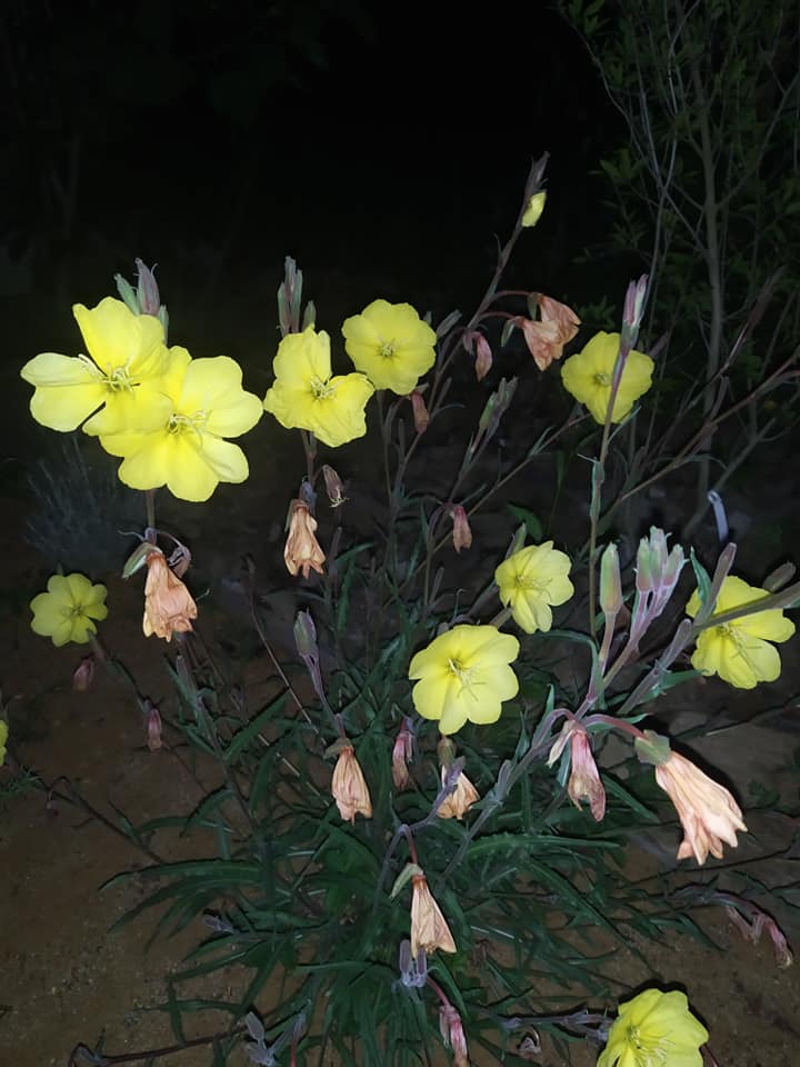 Pupalka vonná - Oenothera odorata