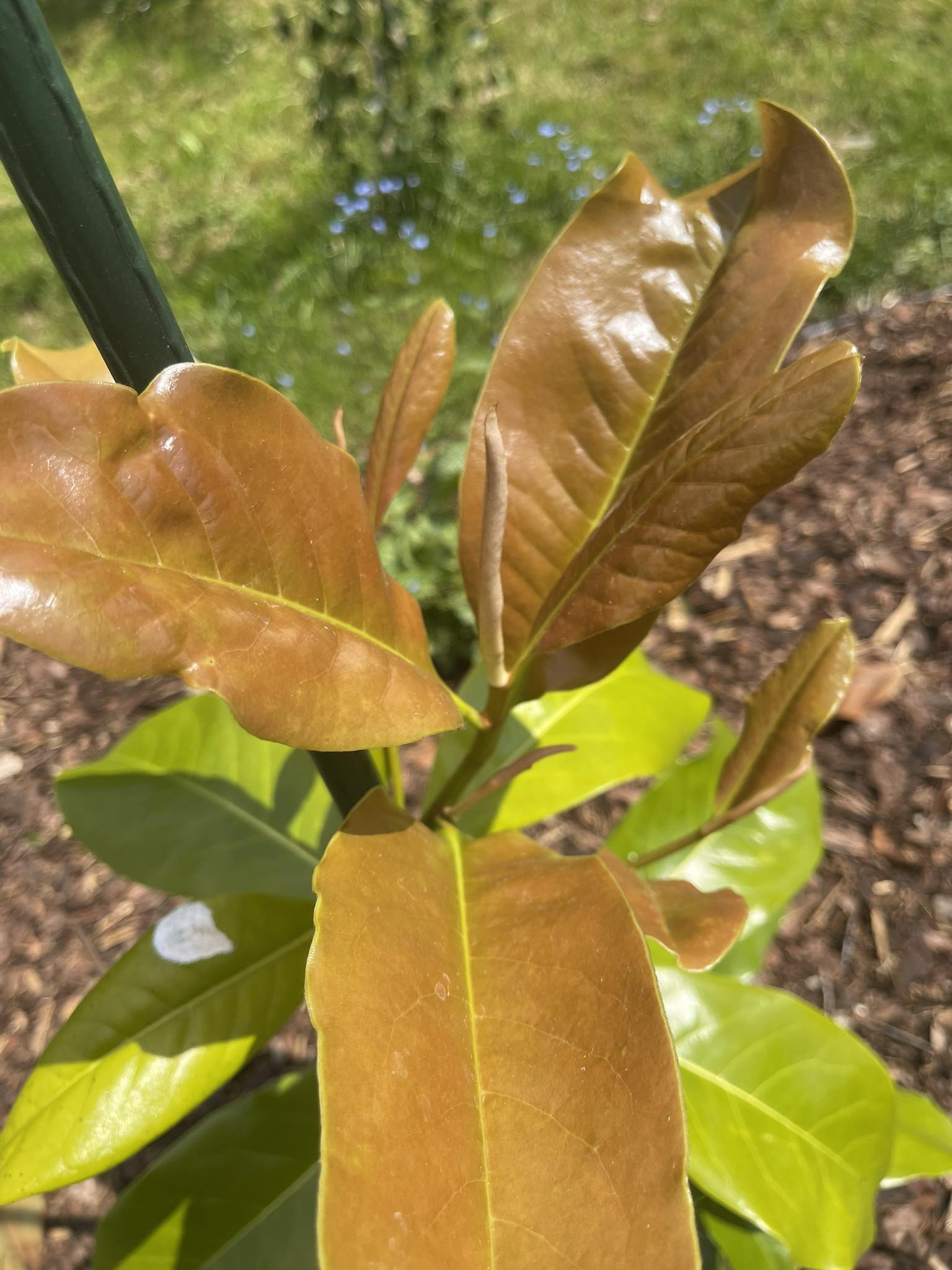 Šácholan velkokvětý - Magnolia grandiflora, 80 cm