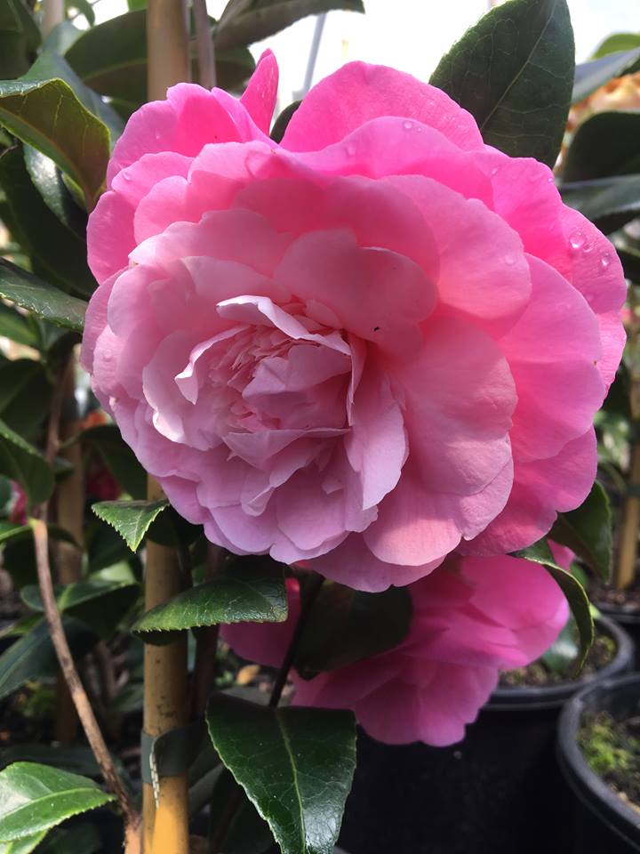 Kamélie Williamsova "Debbie" - Camellia x williamsii, 60 cm