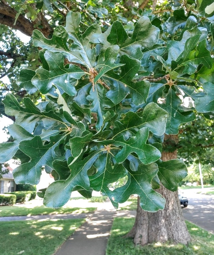 Dub hvězdovitý - Quercus stellata