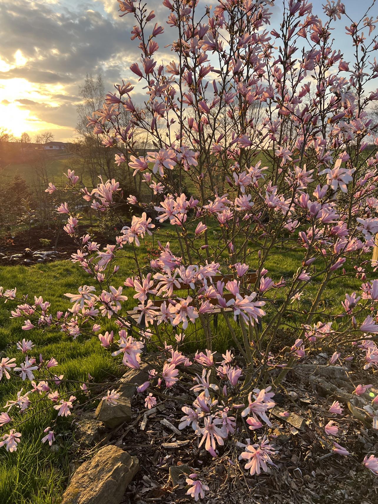 Šácholan hvězdovitý - Magnolia stellata