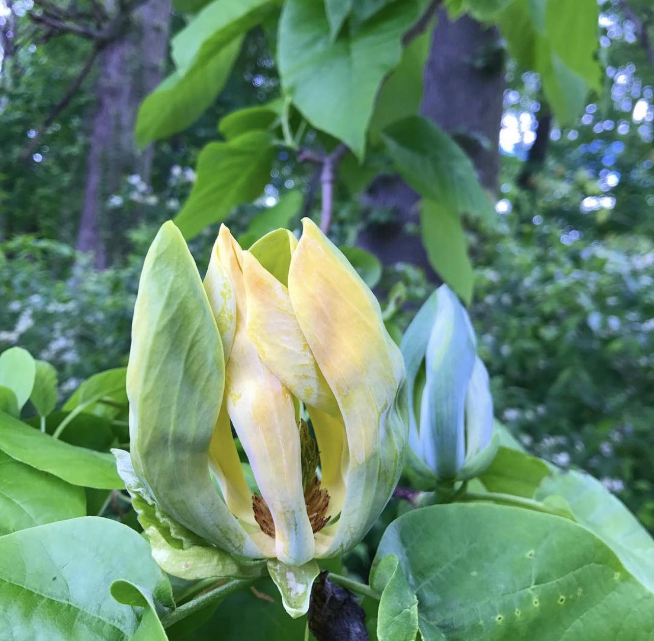 Šácholan zašpičatělý - Magnolia acuminata