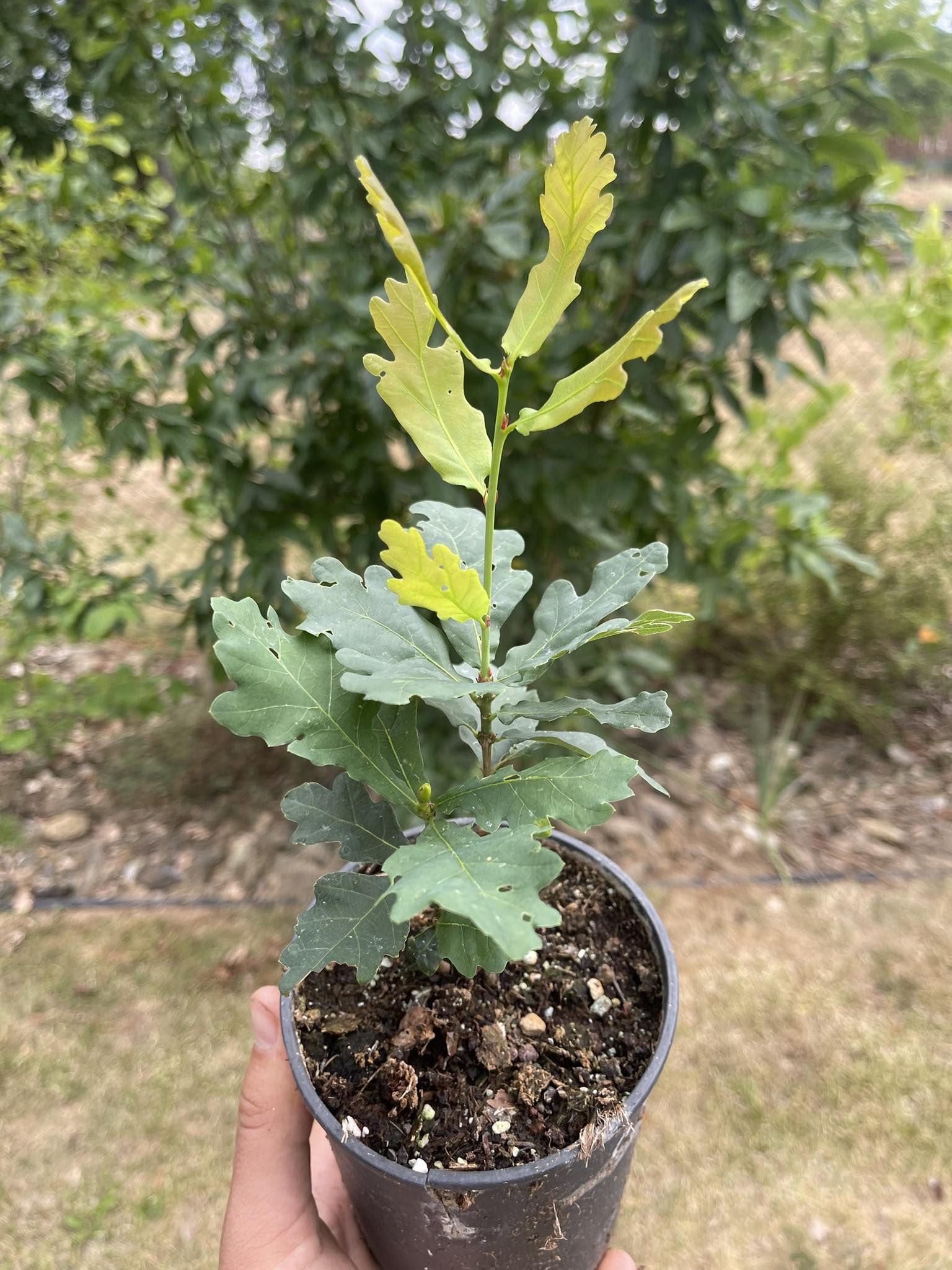 Dub - Quercus mongolica var. grosseserrata