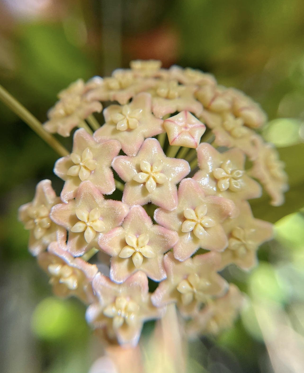 Hoya dimorpha - Řízek