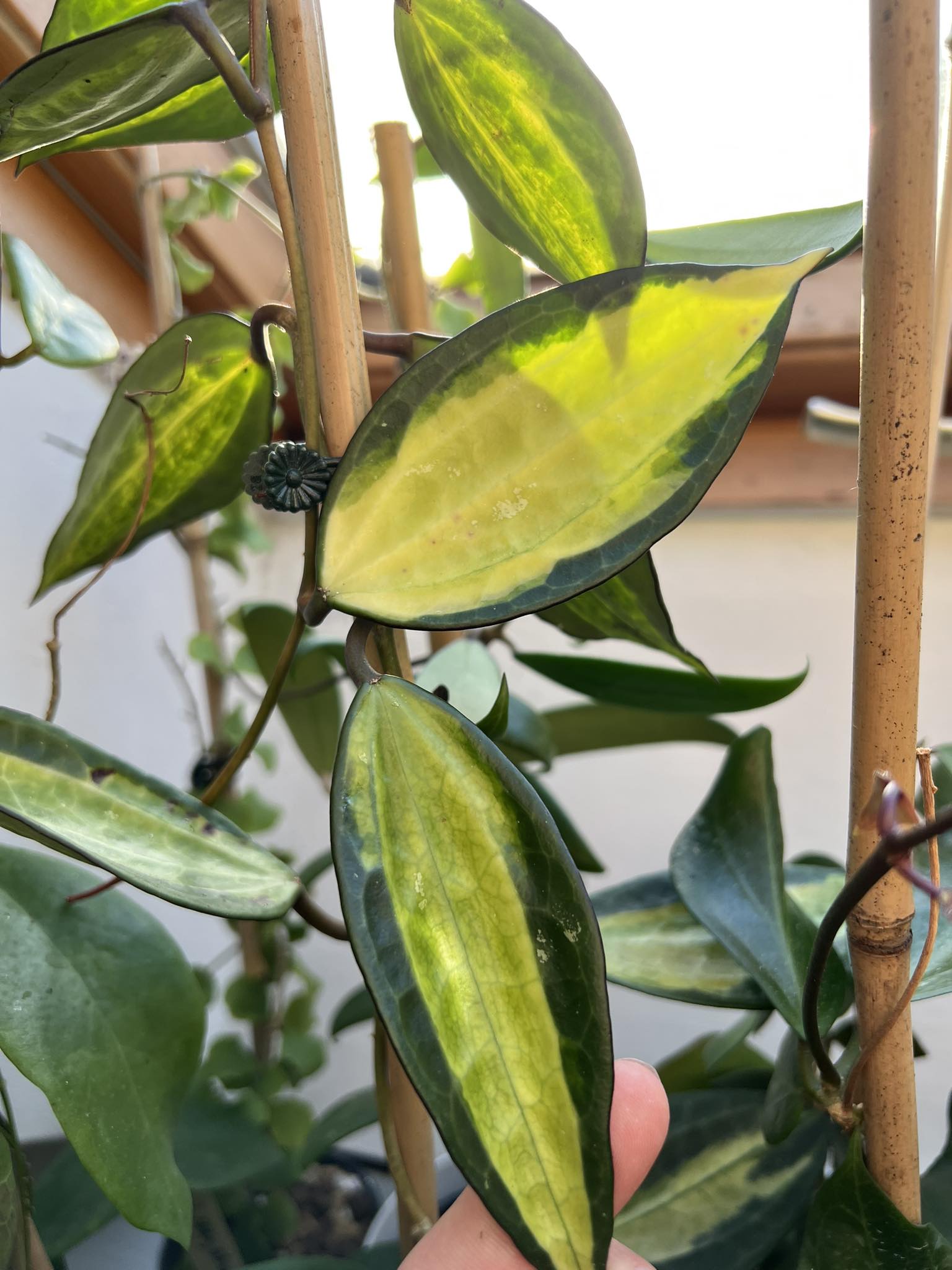 Hoya macrophylla pot of gold - Řízek