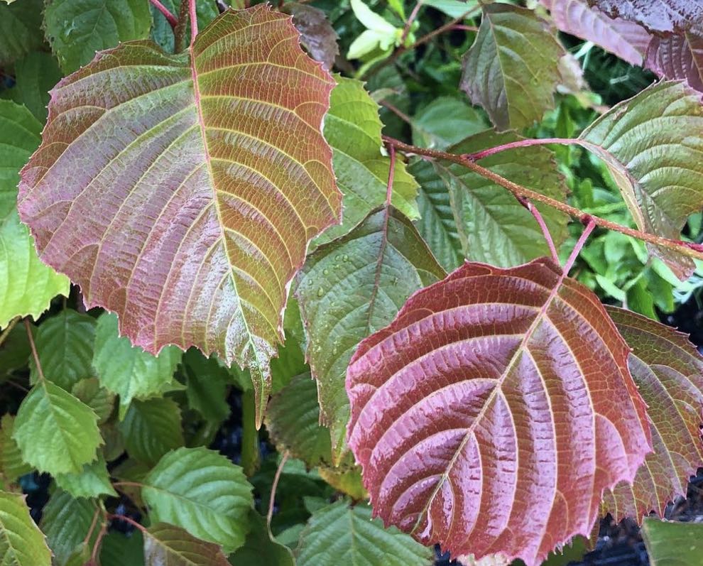 Jilmovník Franchetův - Euptelea pleiosperma