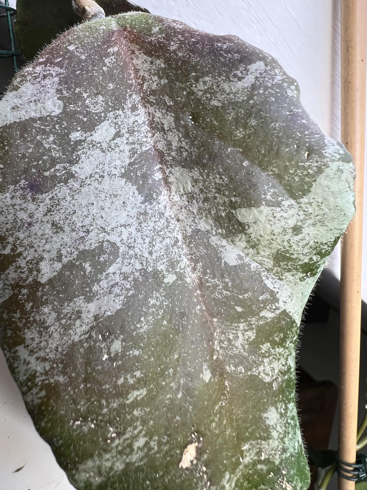 Hoya caudata gold - Řízek