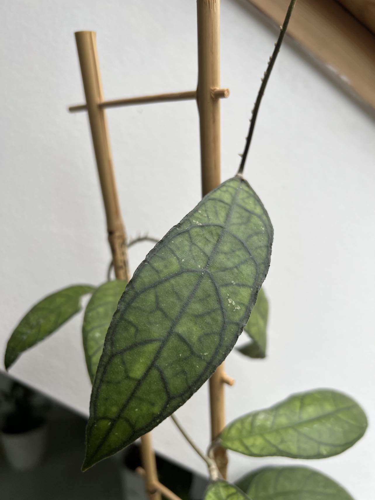 Hoya finlaysonii cv. Trang - Řízek