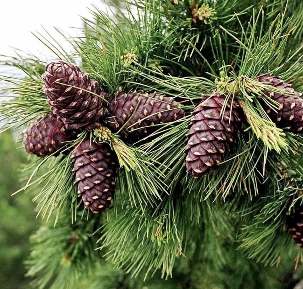 Borovice sibiřská  - Pinus sibirica