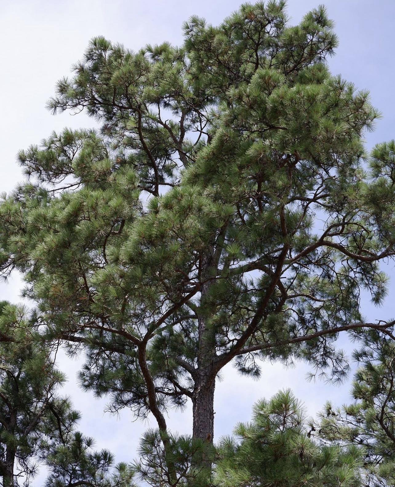 Borovice kadidlová - Pinus taeda
