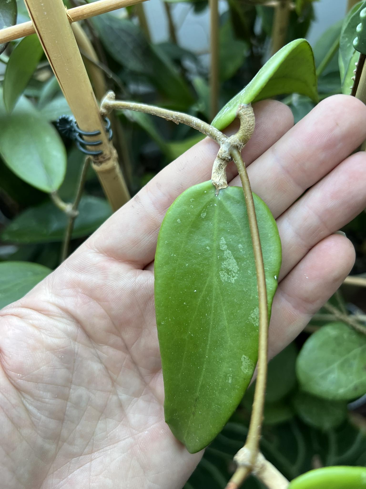 Hoya rigida from Laos - Řízek