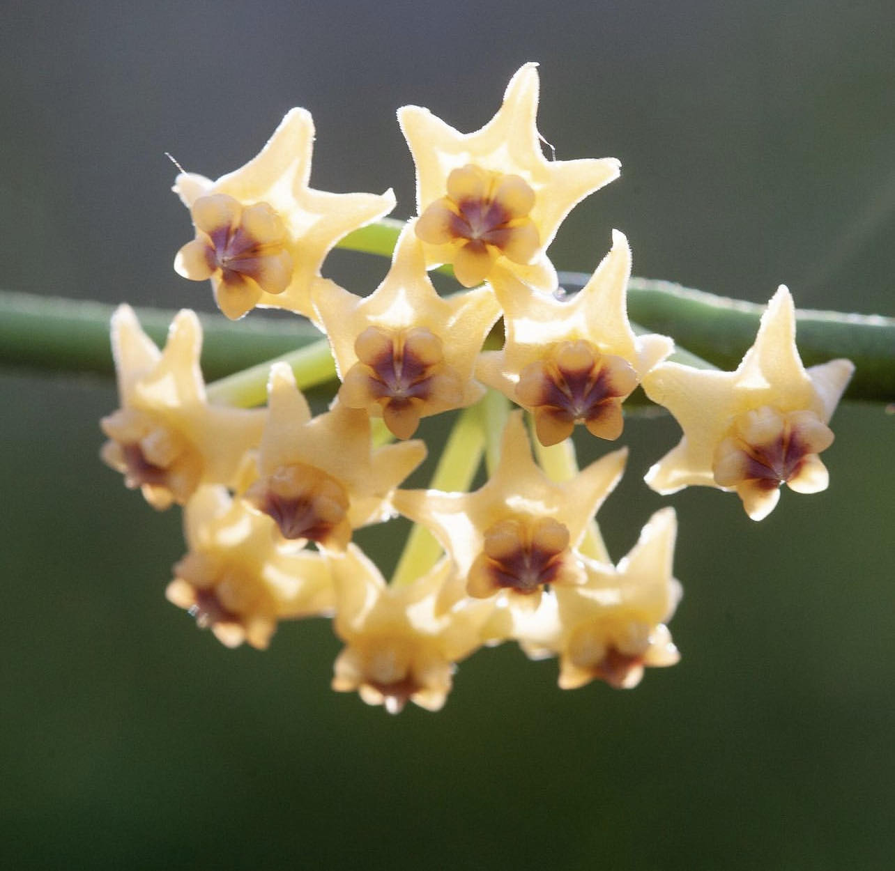 Hoya pandurata - Řízek