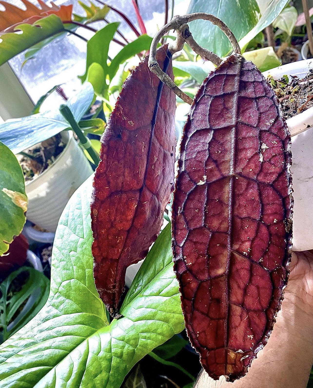 Hoya clemensiorum red - Řízek