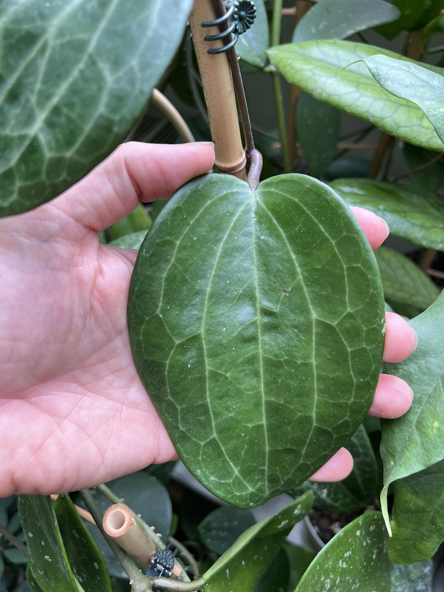 Hoya latifolia - Řízek