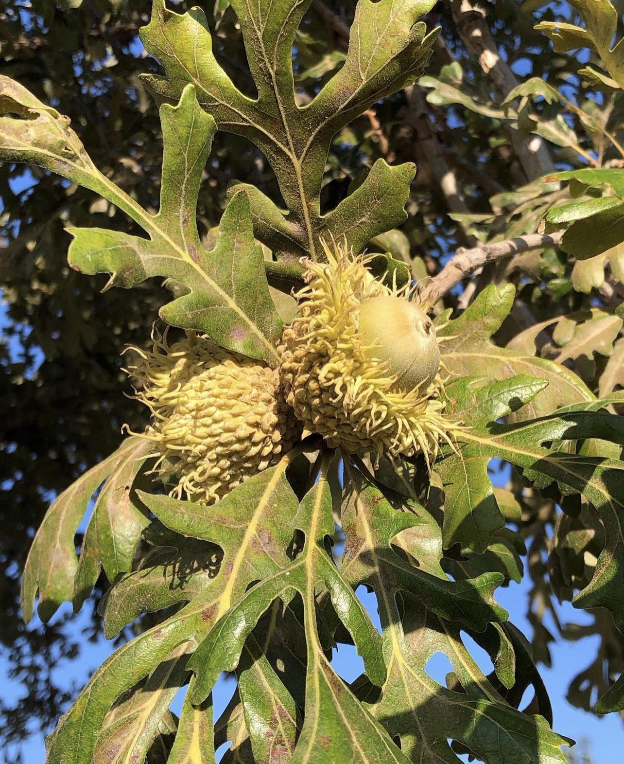 Dub velkoplodý (jedlý) - Quercus macrocarpa