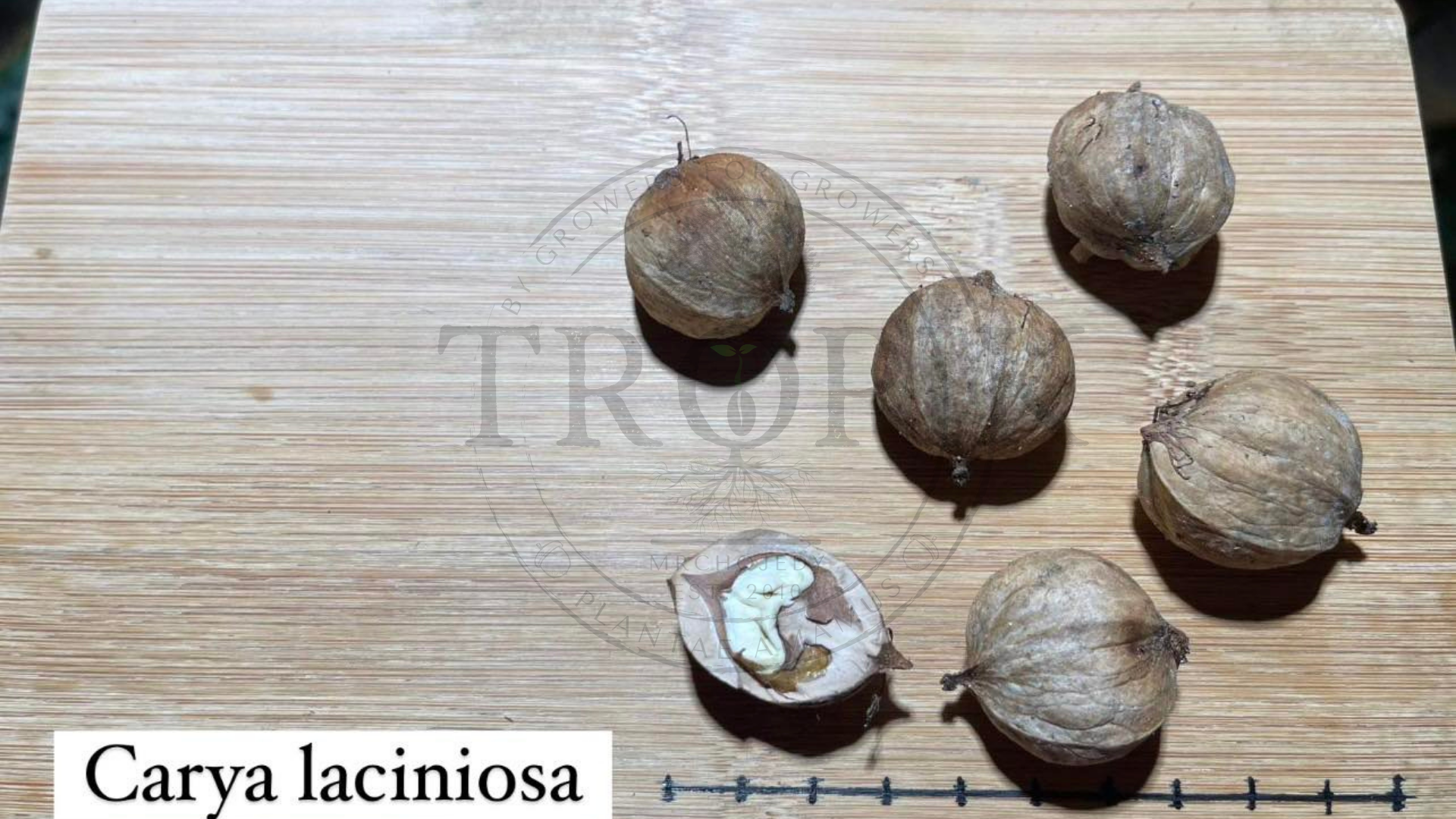 Ořechovec dřípatý - Carya laciniosa, 3 čerstvá semena
