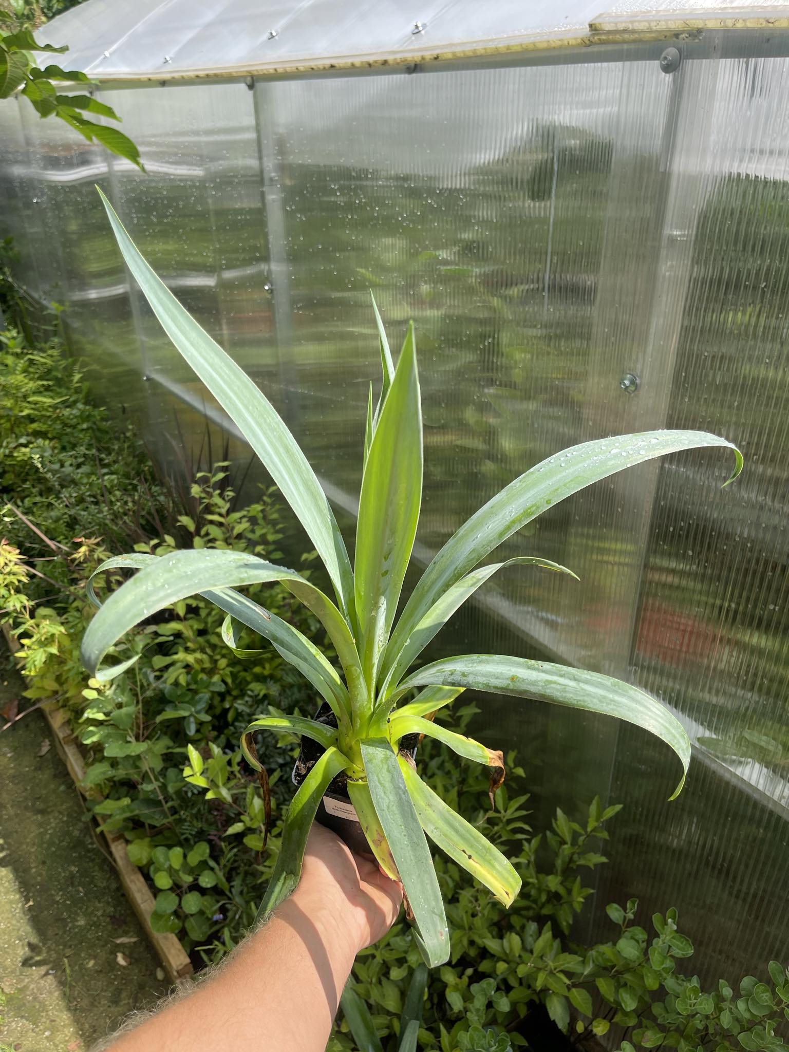 Furkrea - Furcraea quicheensis 40 cm