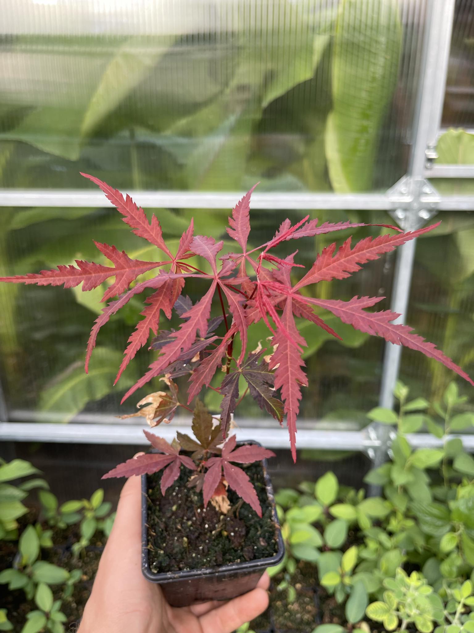 Javor dlanitolistý červený - Acer palmatum Atropurpureum