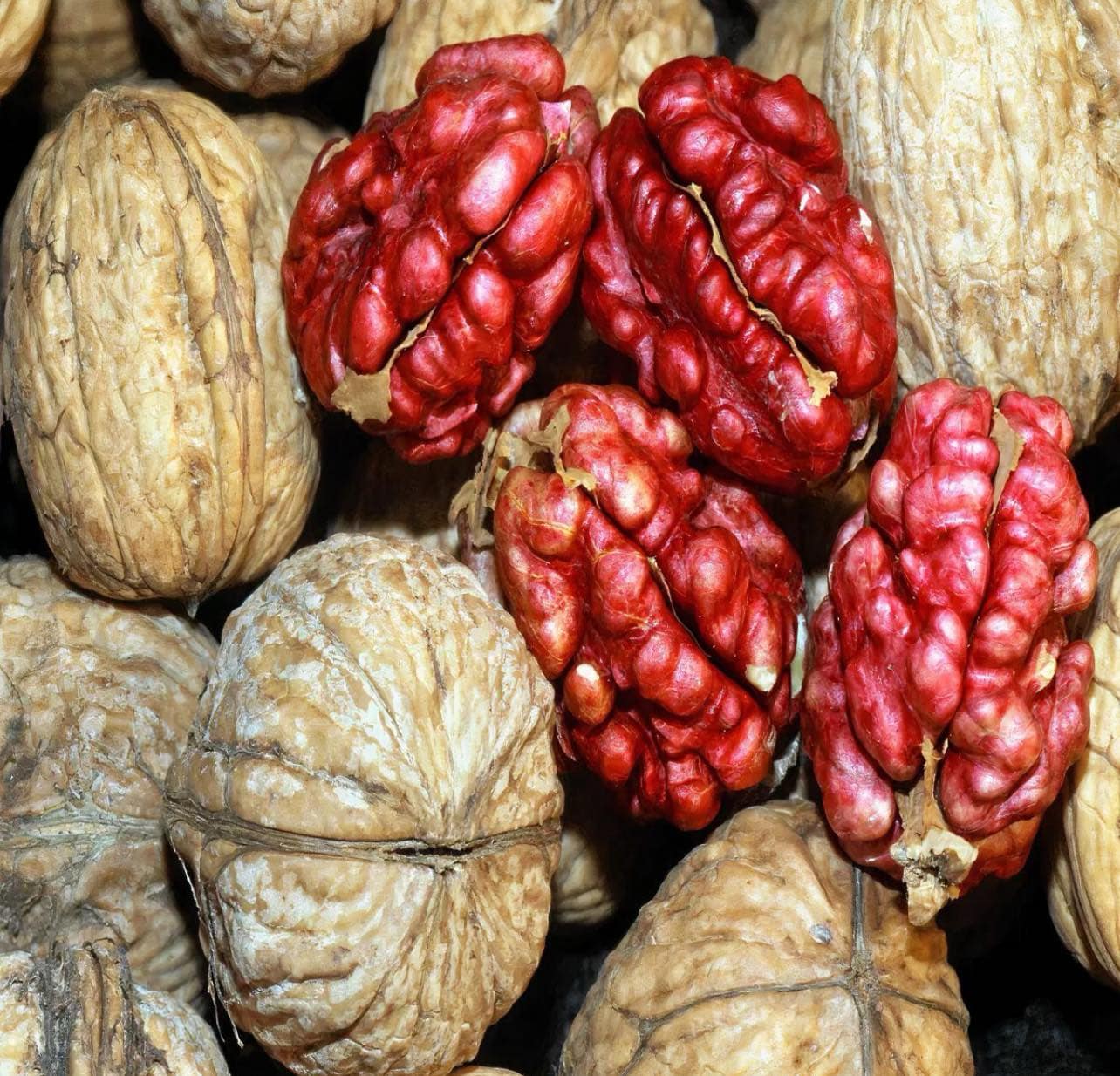 Ořešák královský červenojádrý "Robert Livermore" (roubovaný) - Juglans regia, ko.7L