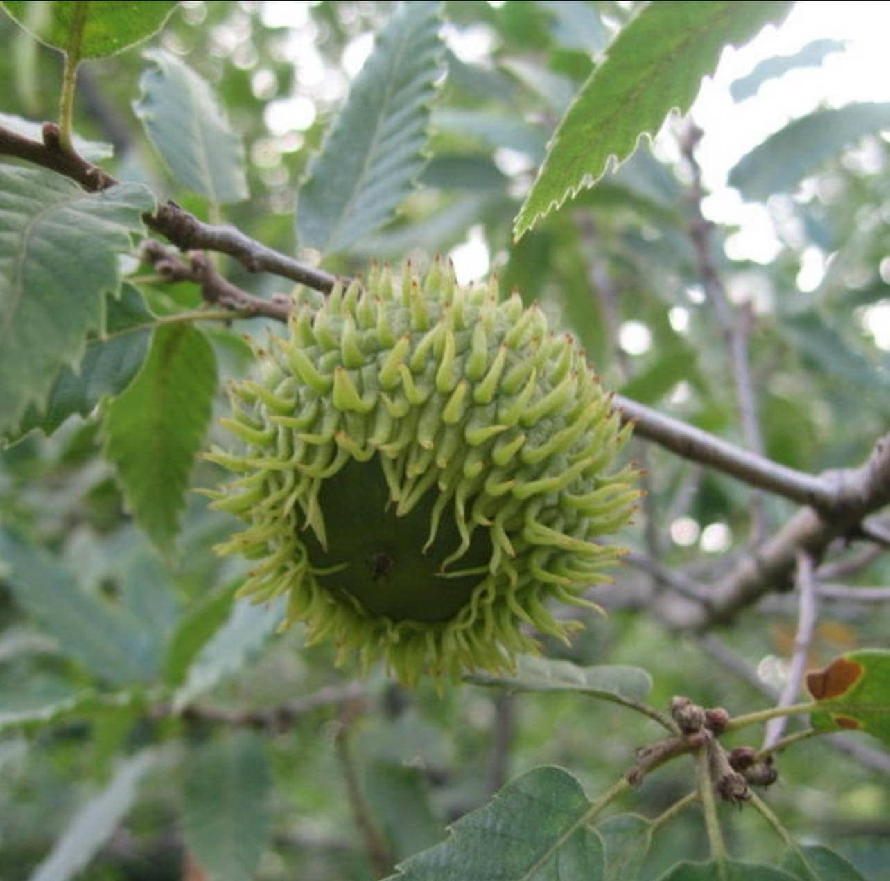 Dub - Quercus x libanerris