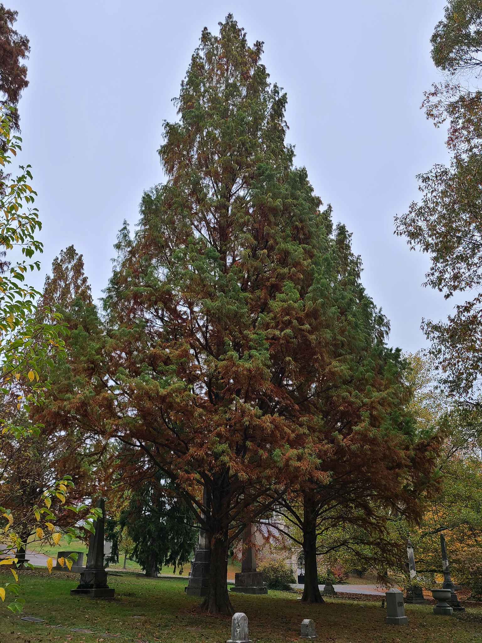 Tisovec dvouřadý 'Mickelson' SHAWNEE BRAVE (roubovaný) - Taxodium distichum, 60/80 cm 