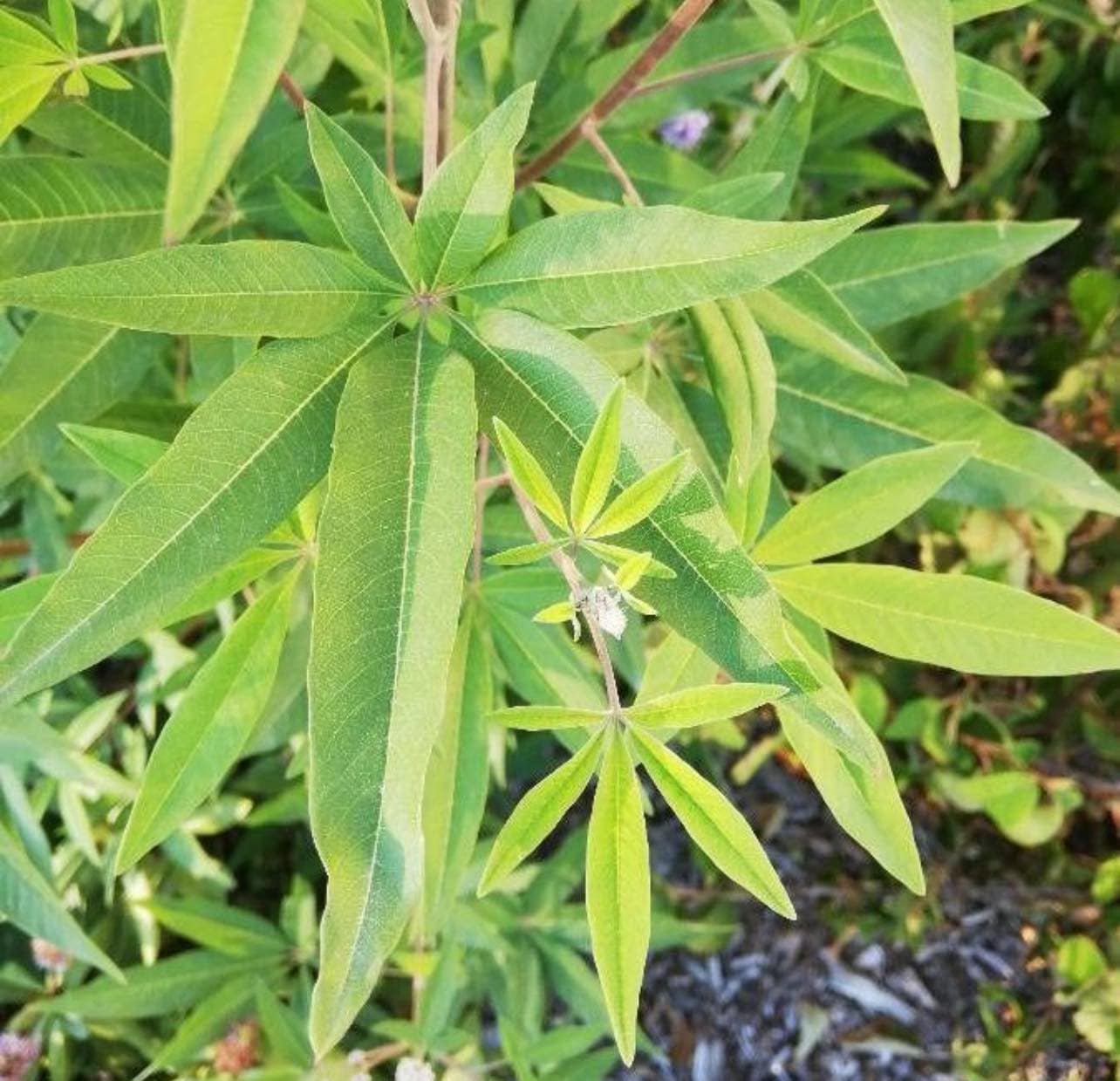 Drmek obecný širolistý - Vitex agnus-castus var. latifolia