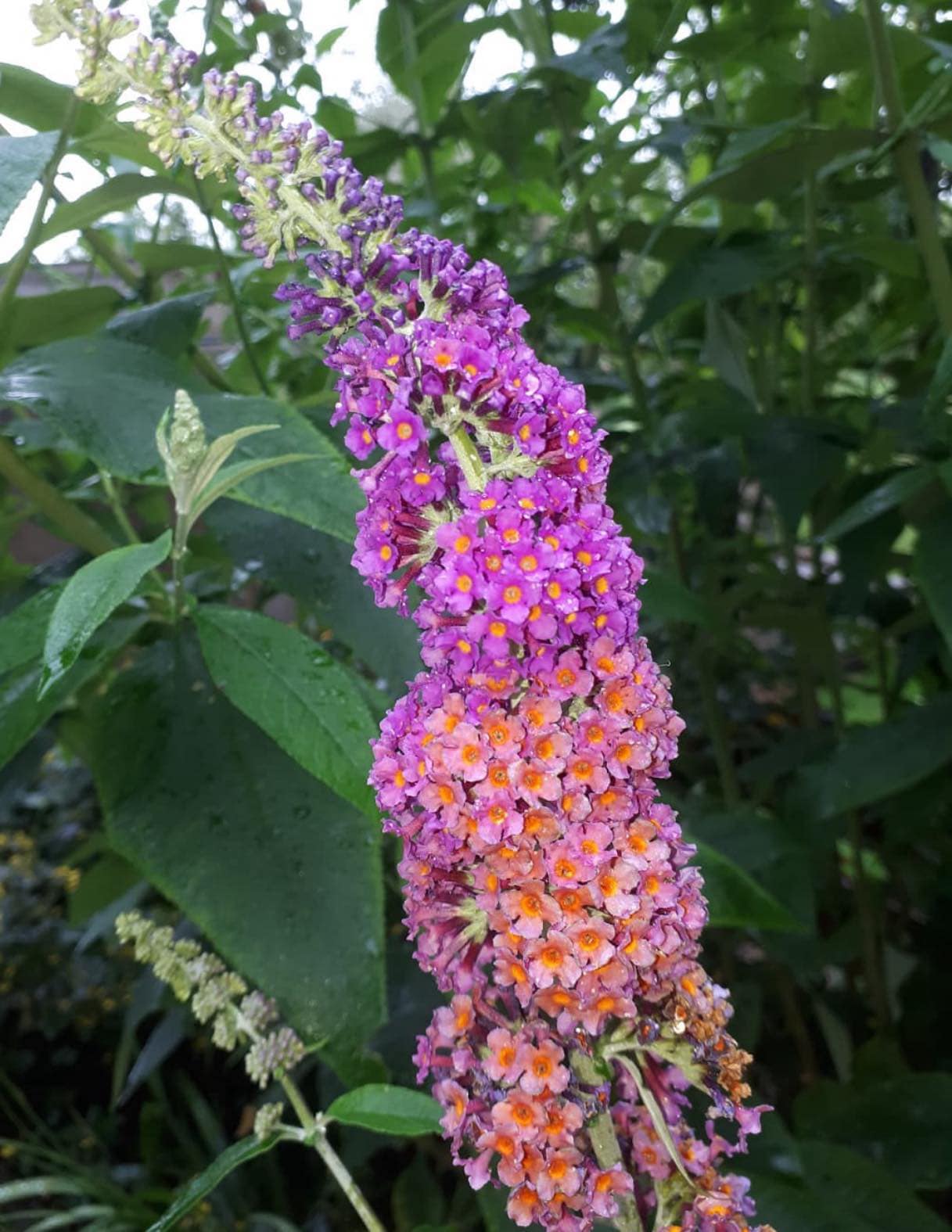 Buddleja x weyeriana 'Bicolor' FLOWER POWER