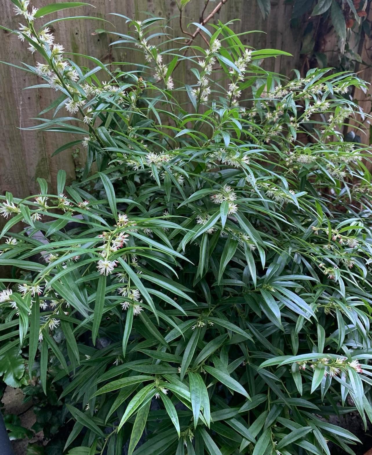 Masoplodka vrbová - Sarcococca saligna