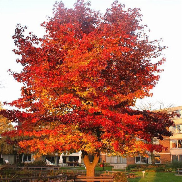 Ambroň západní - Liquidambar styraciflua