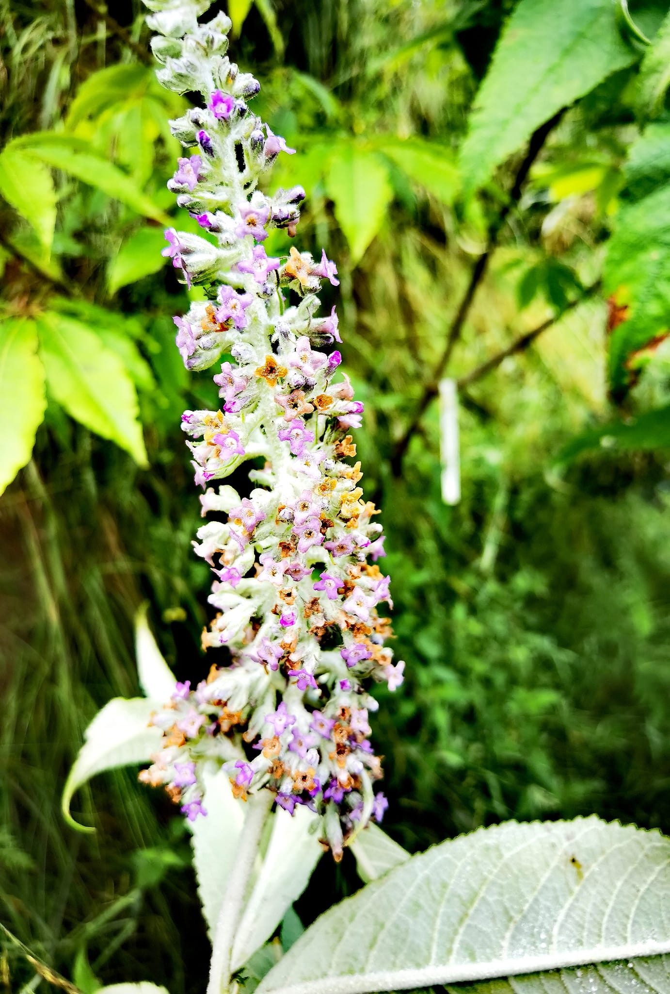 Komule - Buddleja nivea