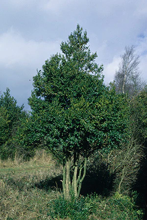 Zimostráz stromovitý - Buxus sempervirens var. arborescens