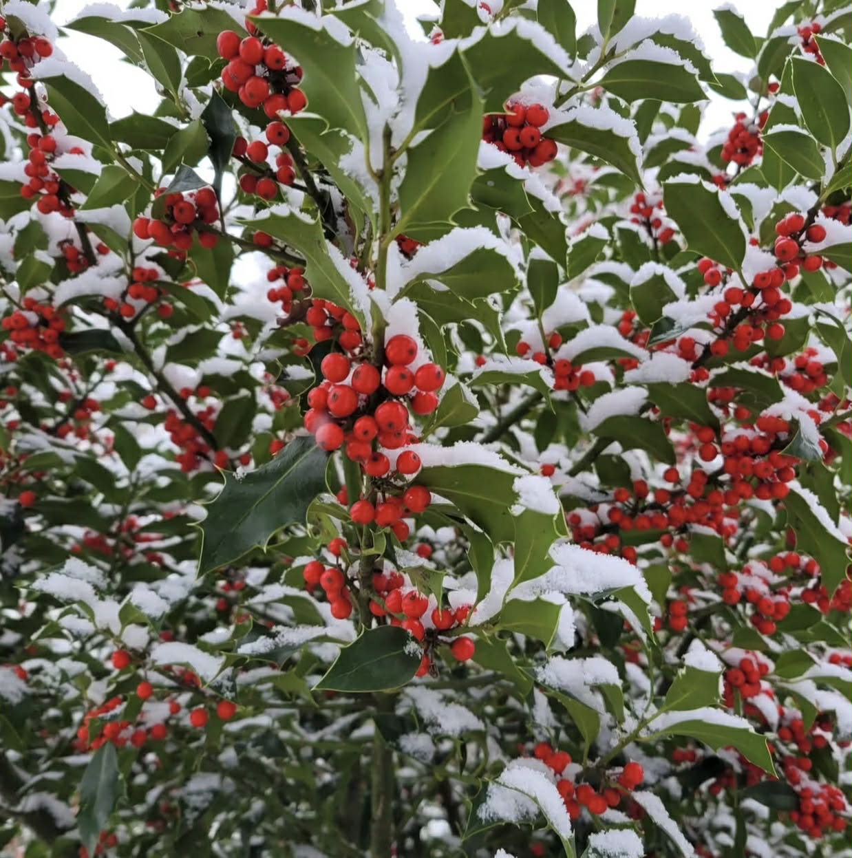 Cesmína ostrolistá - Ilex aquifolium "Alaska"