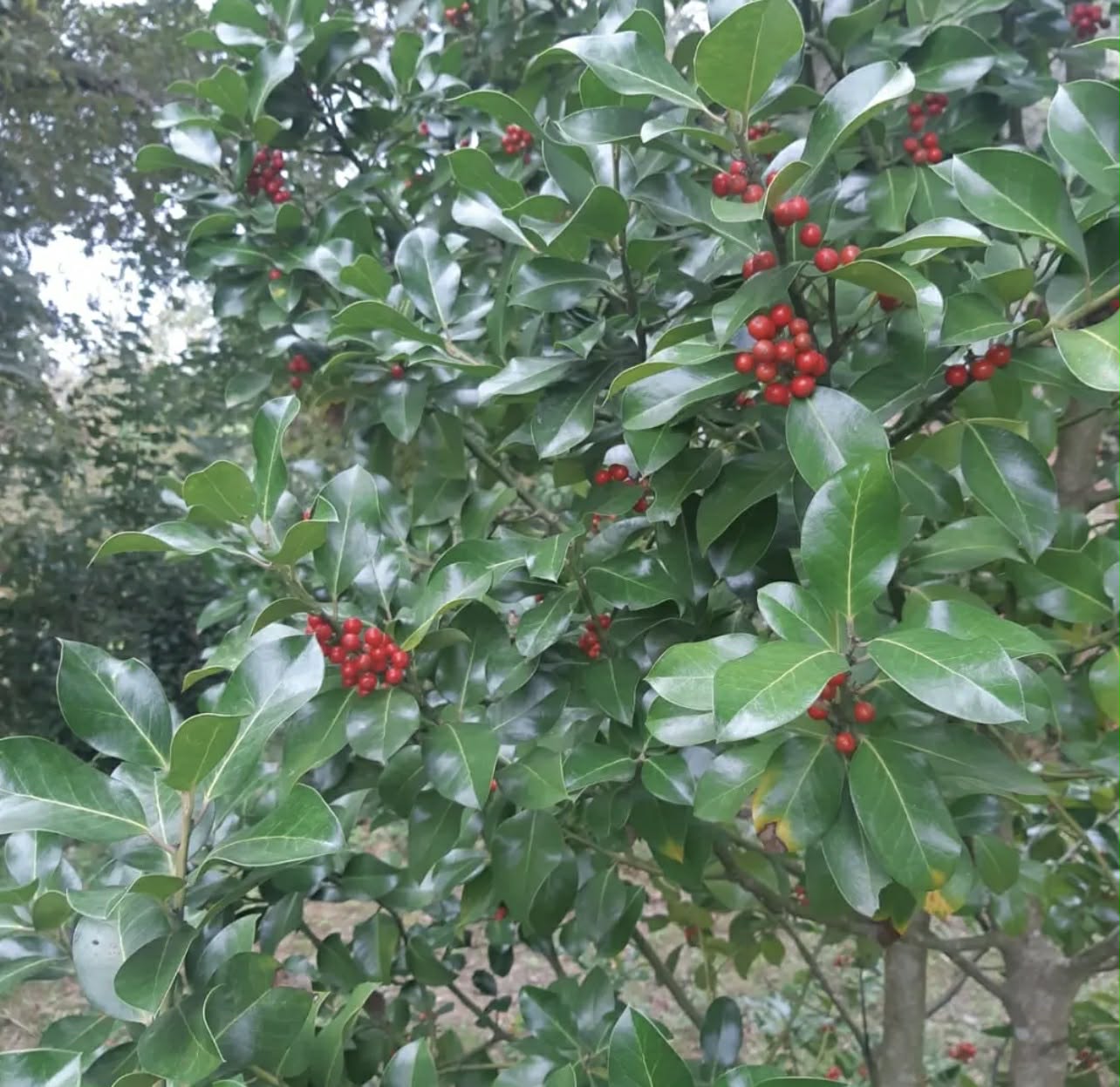 Cesmína ostrolistá - Ilex aquifolium "J.C. van Tol"