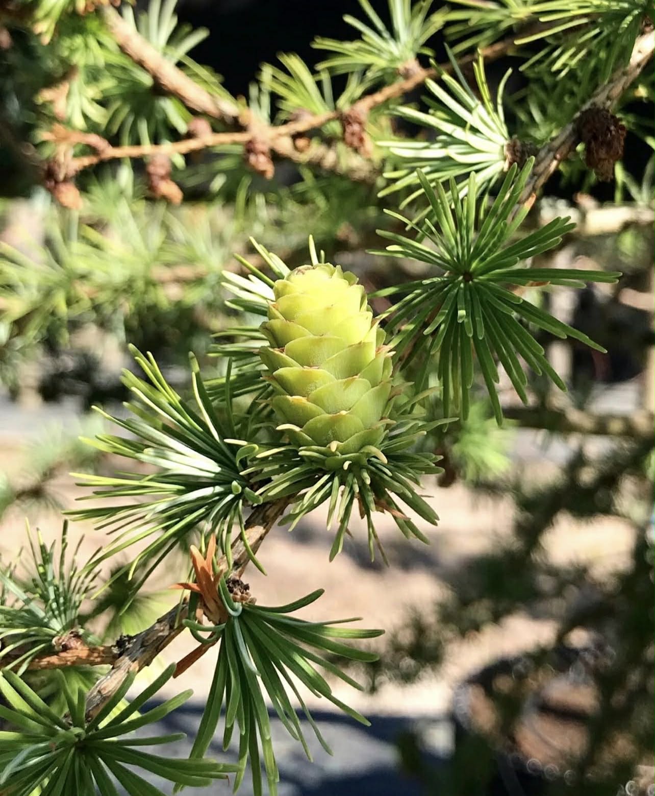 Modřín japonský - Larix kaempferi, 35/50 cm