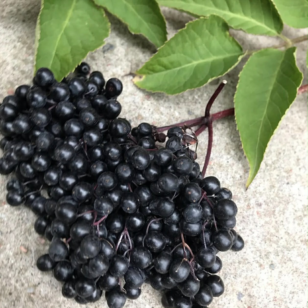 Bez černý plodový - Sambucus nigra "Haschberg"