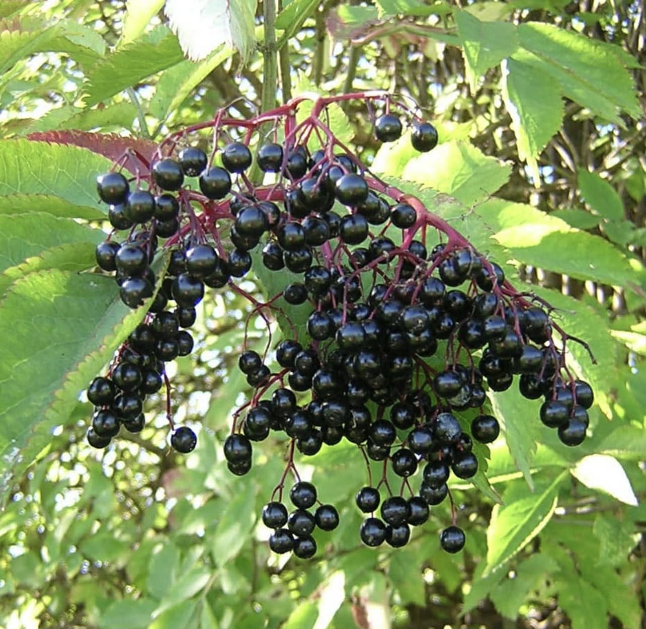 Bez černý plodový - Sambucus nigra "Sampo"