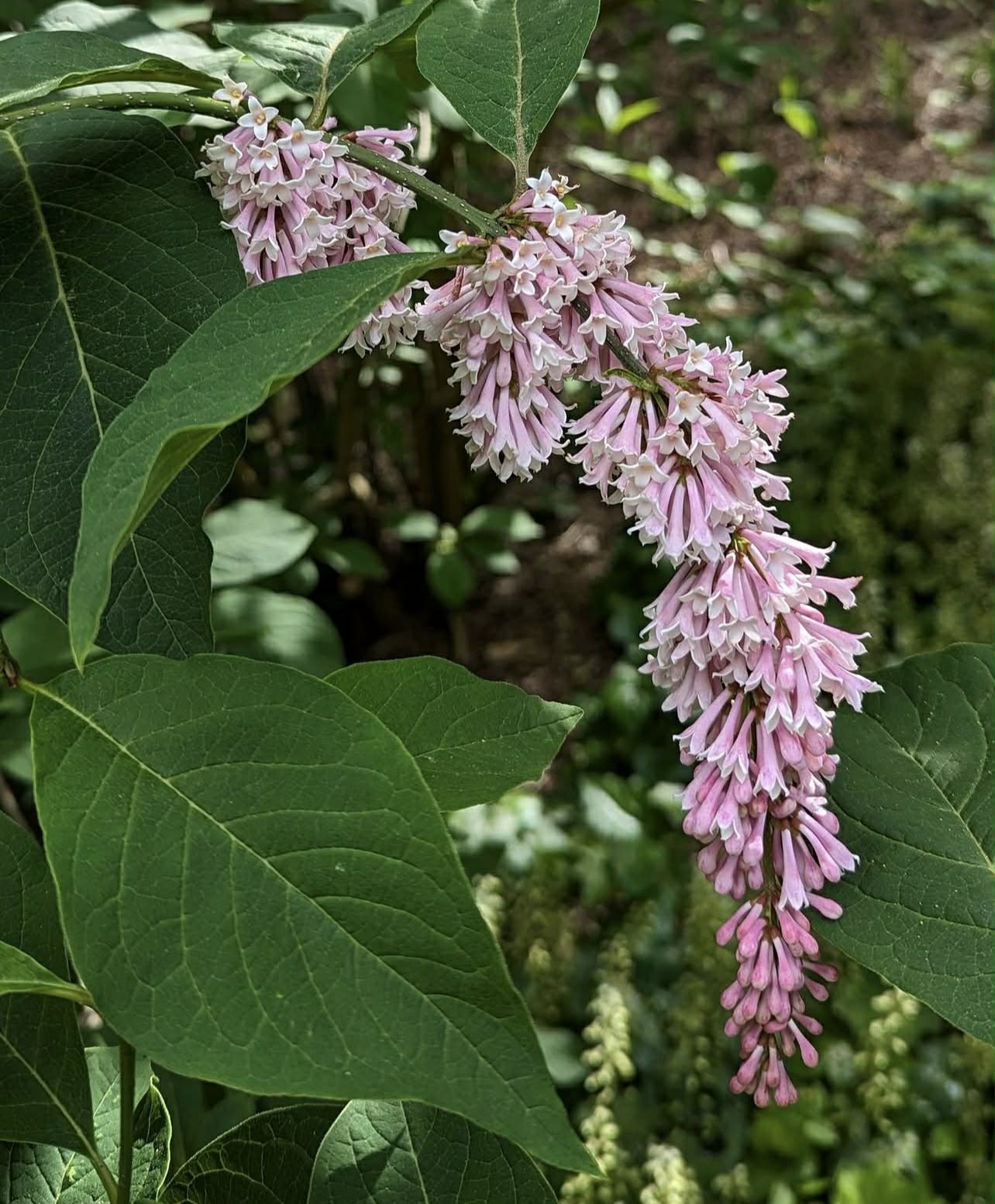Šeřík přepadavý - Syringa komarowii subsp. reflexa