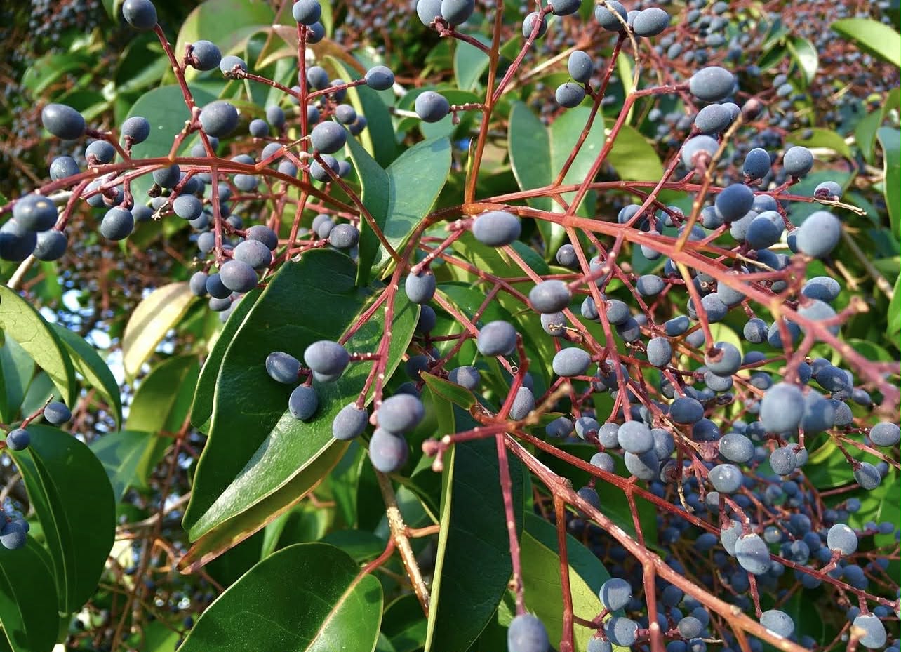 Ptačí zob lesklý - Ligustrum lucidum 'Bokrascreen' ´Green Screen´®