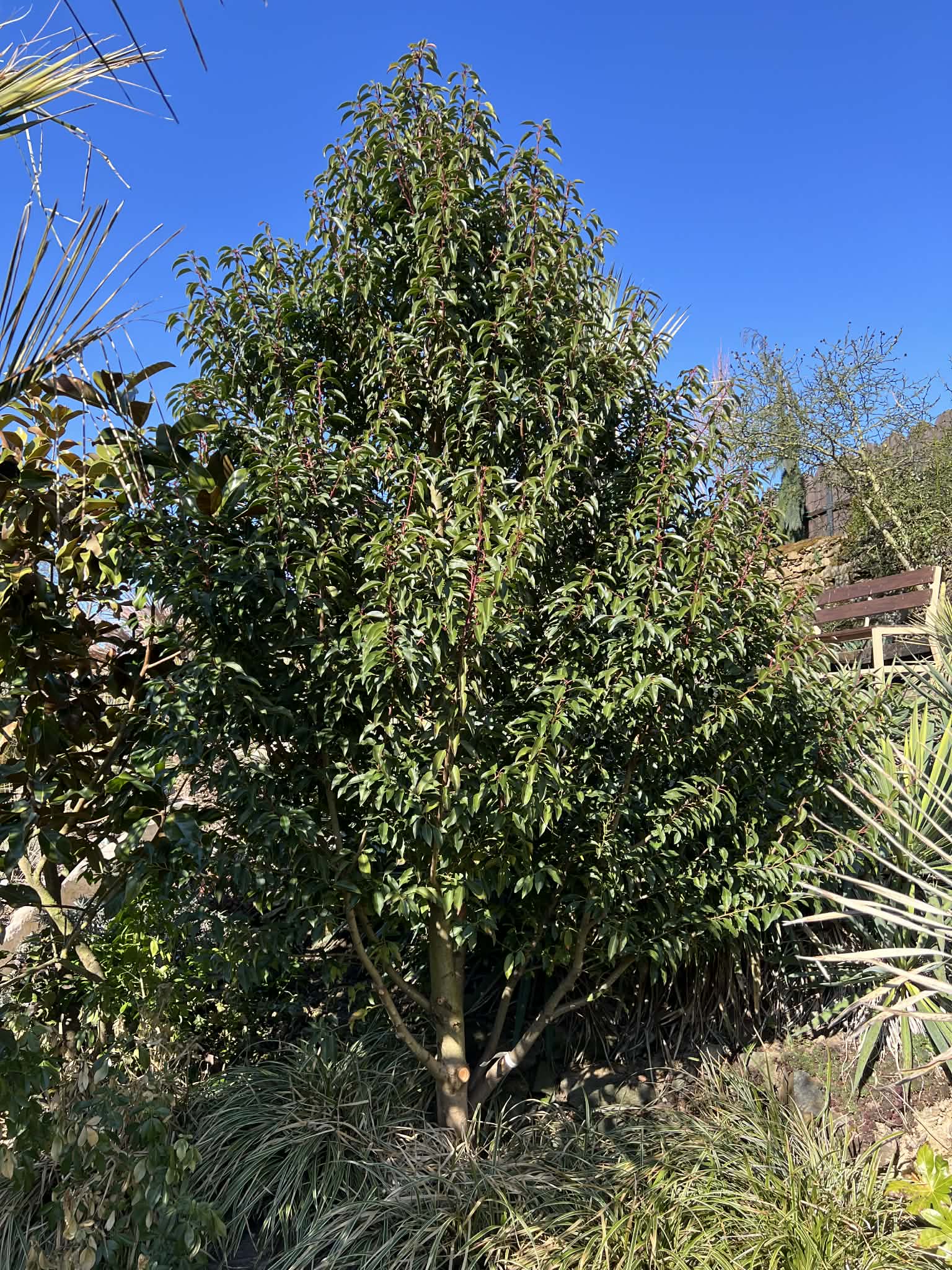 Bobkovišeň portugalská - Prunus lusitanica "Angustifolia"