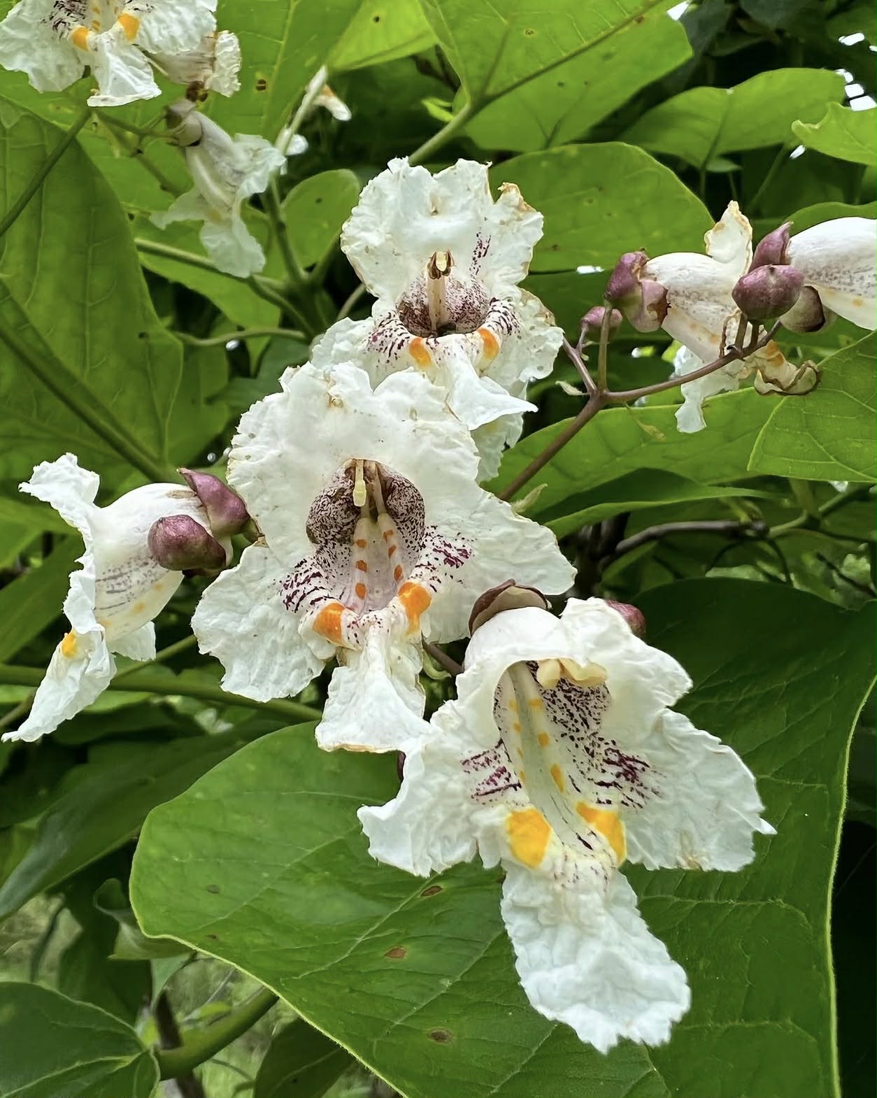 Katalpa nádherná - Catalpa speciosa, 60 cm
