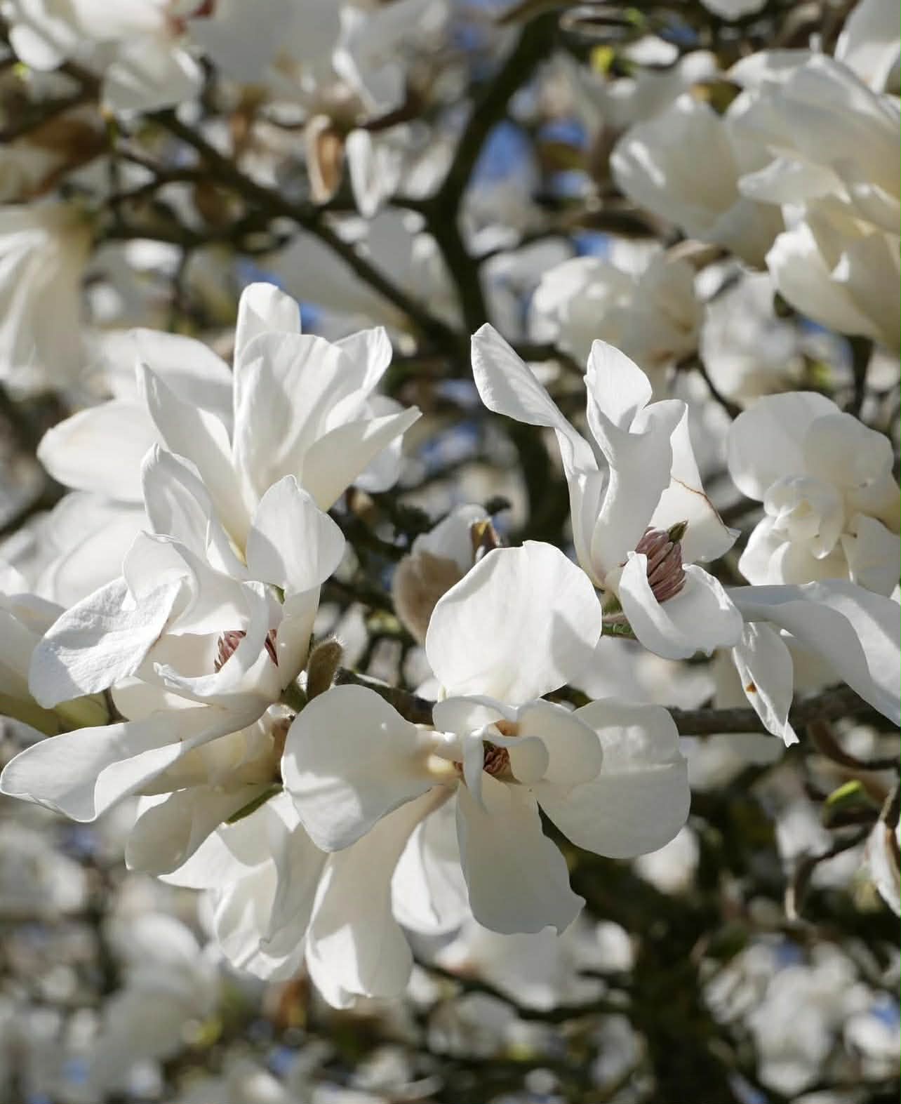 Šácholan japonský - Magnolia kobus
