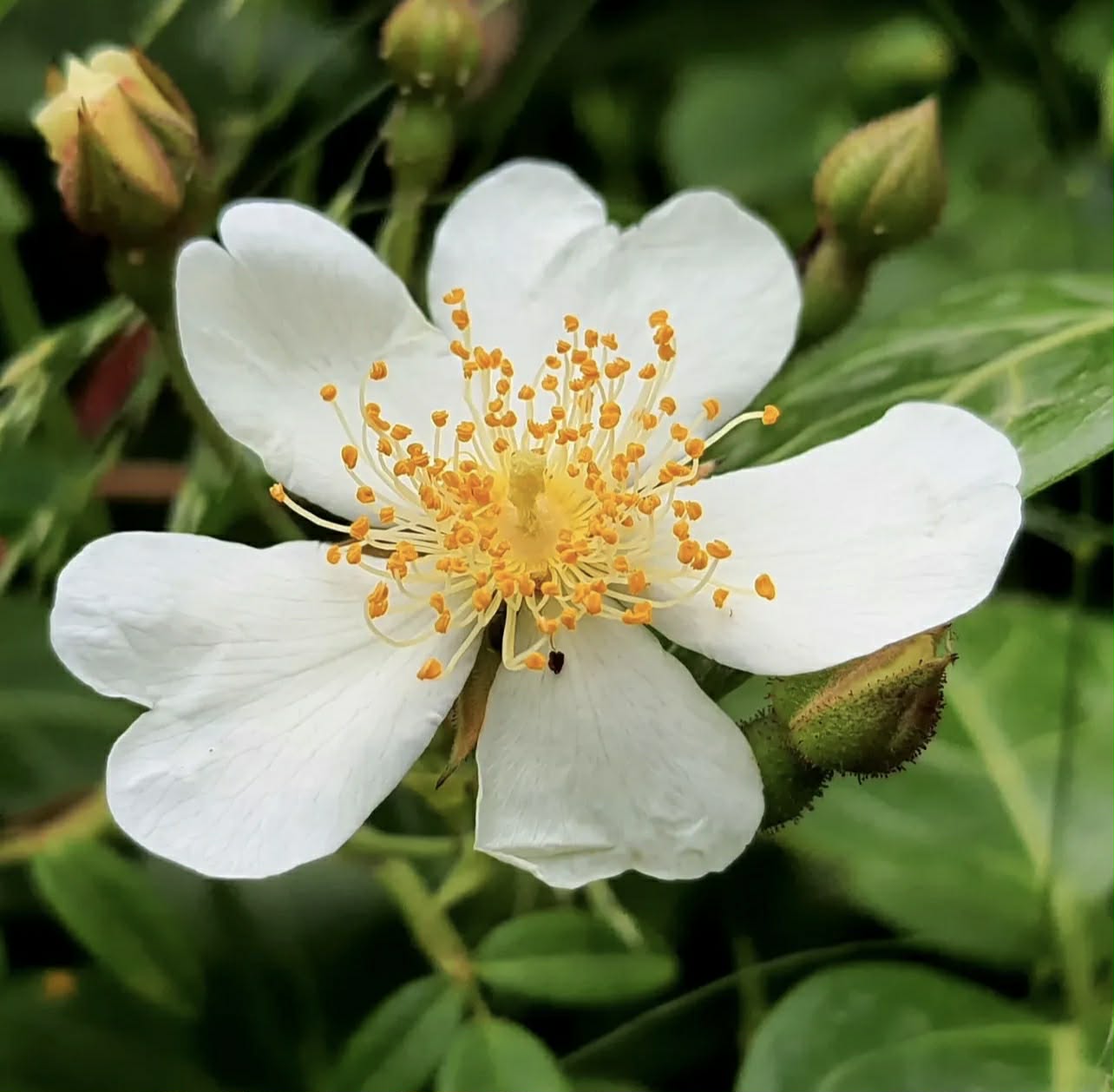 Růže vždyzelená - Rosa sempervirens (nominátní)