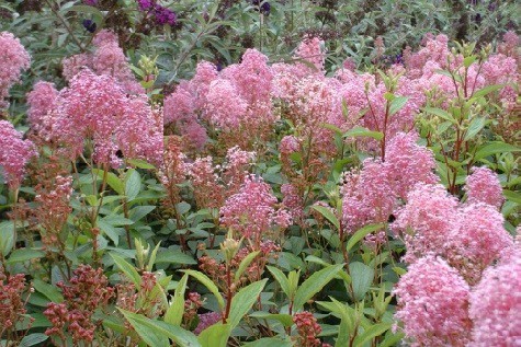 Latnatec bledý - Ceanothus x pallidus "Marie Simon"