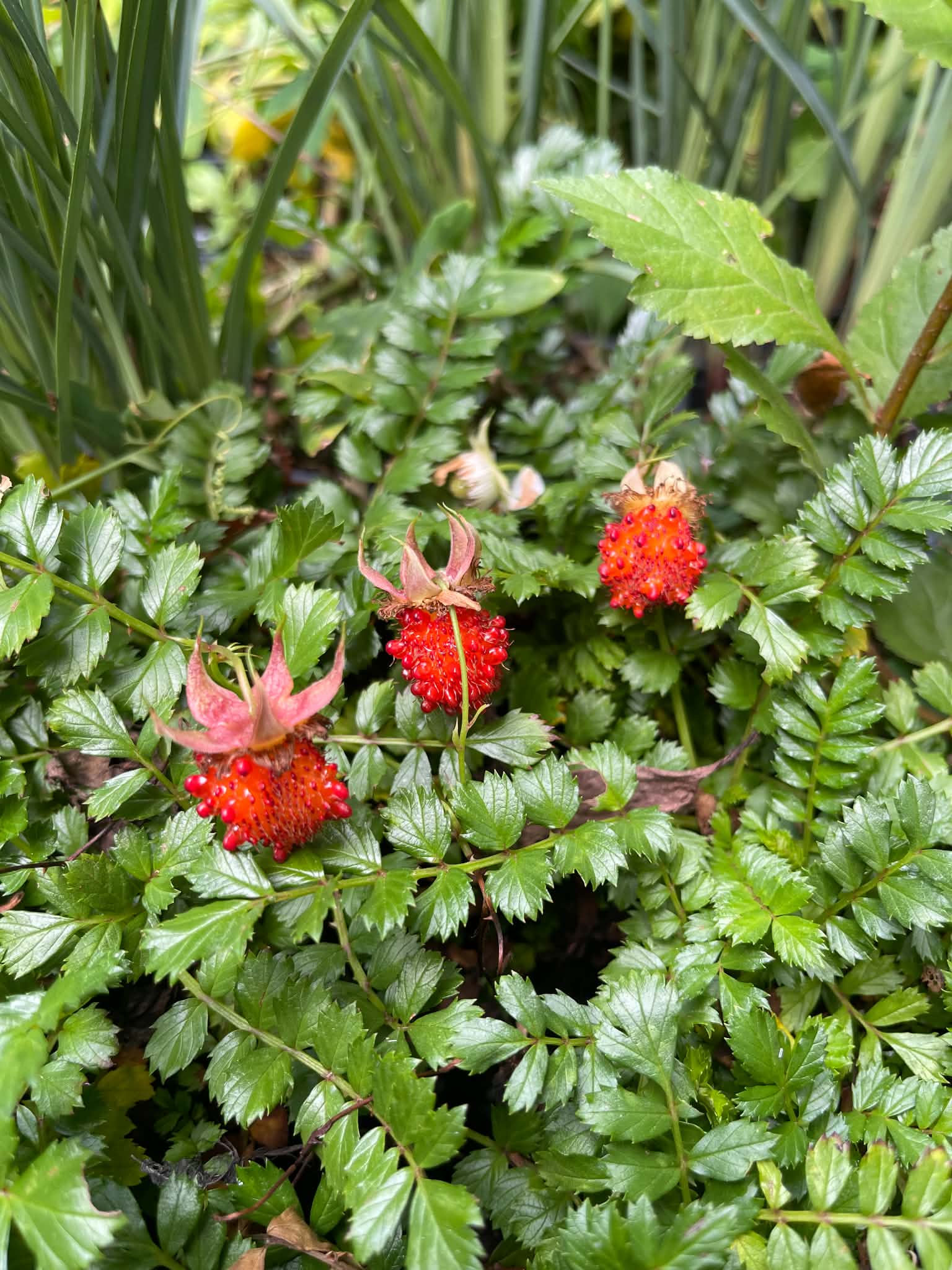 Ostružiník tchaj-wanský - Rubus taiwanicola