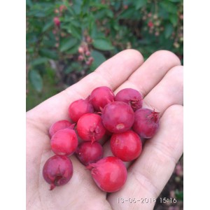 Muchovník Lamarkův - Amelanchier lamarckii